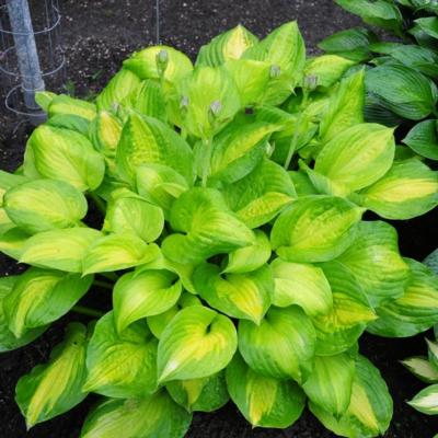 Hosta 'Dance With Me'